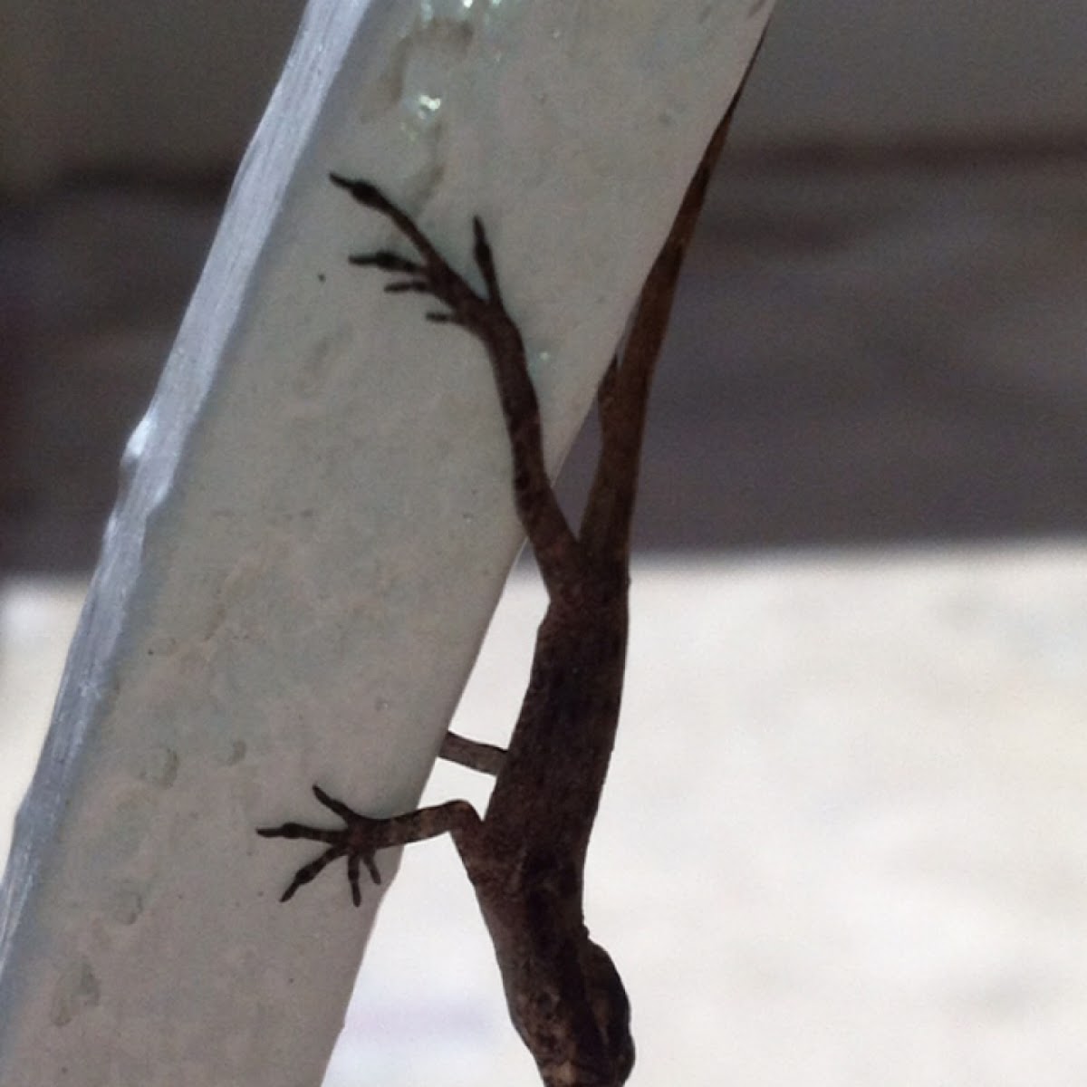 Lagartijo (Puertorican Lizard).