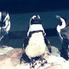 African penguin