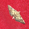 Checkered Apogeshna Moth