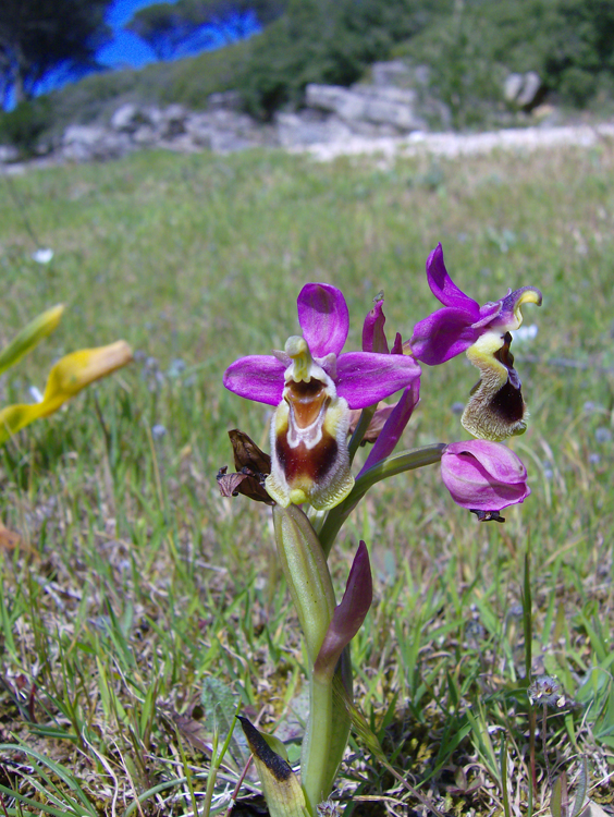 Ophrys tenthedinifera
