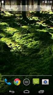 Forest Video Live Wallpaper(圖2)-速報App