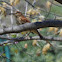 Brown Thrasher