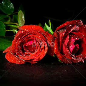 Pretty Roses by Monzur Sazid Ahmed - Flowers Flower Arangements