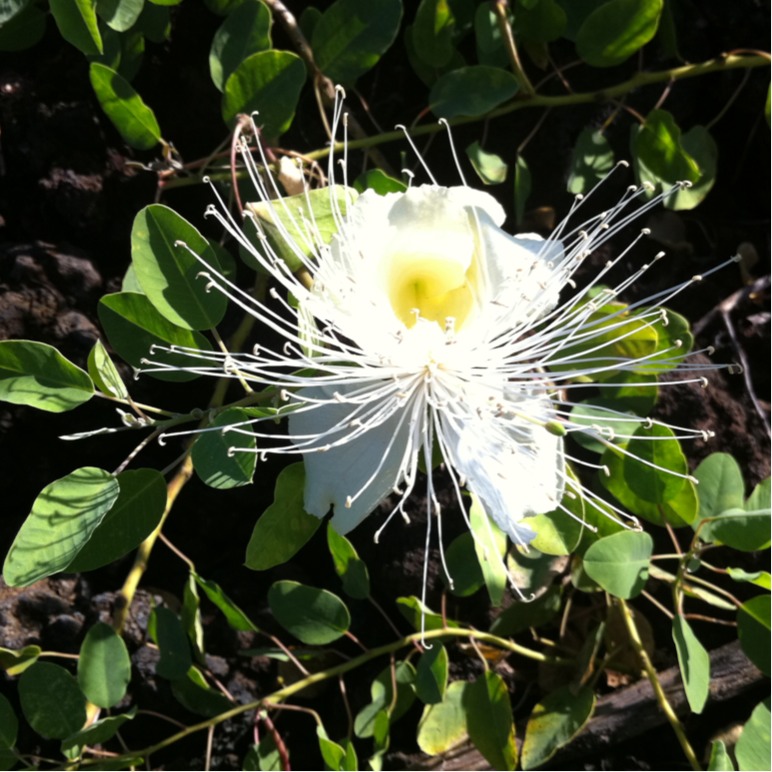 Maiapilo (Capparis sandwichiana)