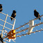 Spotless starling; Estornino negro
