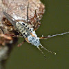 Giant bark aphid