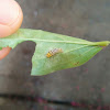 Fungus Eating Ladybird Beetle Larva