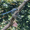 Slaty skimmer