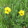 Wild Yellow Pansy