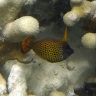 Fantail Filefish