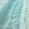 Giant Hermit Crab Tracks