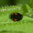 Apetzi Lady Beetle