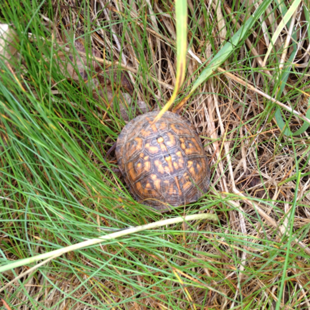 Eastern Box Turtle