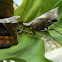dead leaf mantis
