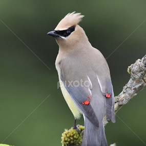 Cedar Waxwing by Terry Sohl - Animals Birds