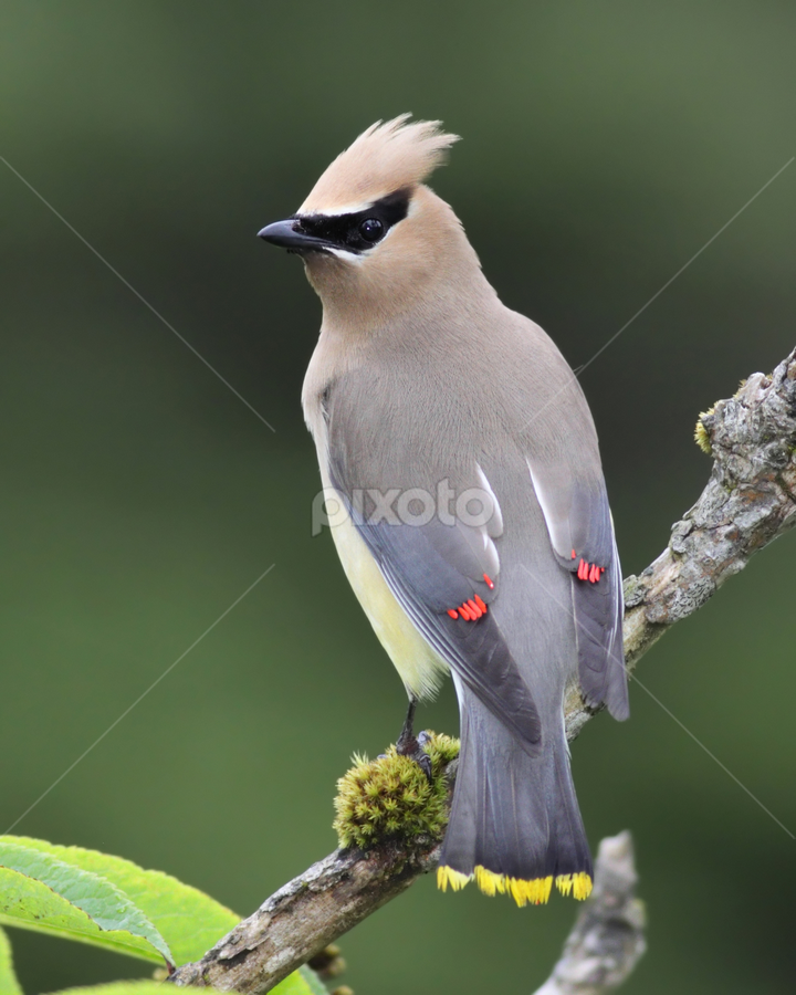 Cedar Waxwing by Terry Sohl - Animals Birds