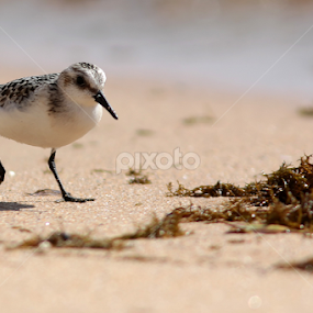 by Cyprien Conier - Animals Birds