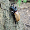 Five-horned rhinoceros beetle / Yellow five horned beetle