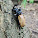 Five-horned rhinoceros beetle / Yellow five horned beetle