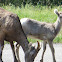 big horn sheep