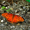 Gulf Fritillary Butterfly