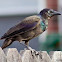 Grackle? Unsure