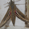 Silver-striped Hawk Moth