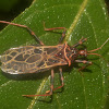 Assassin Bug