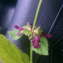 Hedge Nettle or Stinky Mint