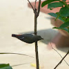 Scarlet-backed Flowerpecker - female