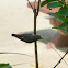 Scarlet-backed Flowerpecker - female