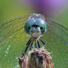 Close up view  by Paul Wyman - Animals Insects & Spiders