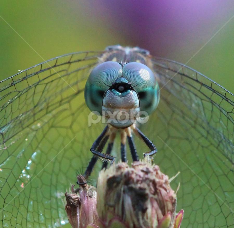 Close up view  by Paul Wyman - Animals Insects & Spiders