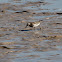 Pectoral Sandpiper