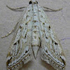 Watermilfoil Leafcutter Moth