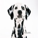 Dalmatian Wallpaper logo