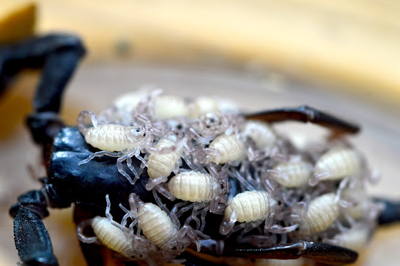 Aborted Scorpion Baby Scorpions And Mama Scorpion Project Noah