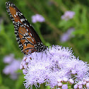 queen butterfly on Conoclidium greggi