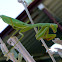 California (Praying) Mantis