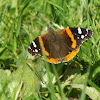 Red Admiral