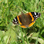 Red Admiral