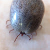 Lone Star Tick (engorged)