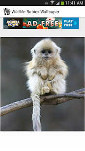 Free Wildlife Babies Wallpaper APK for Android