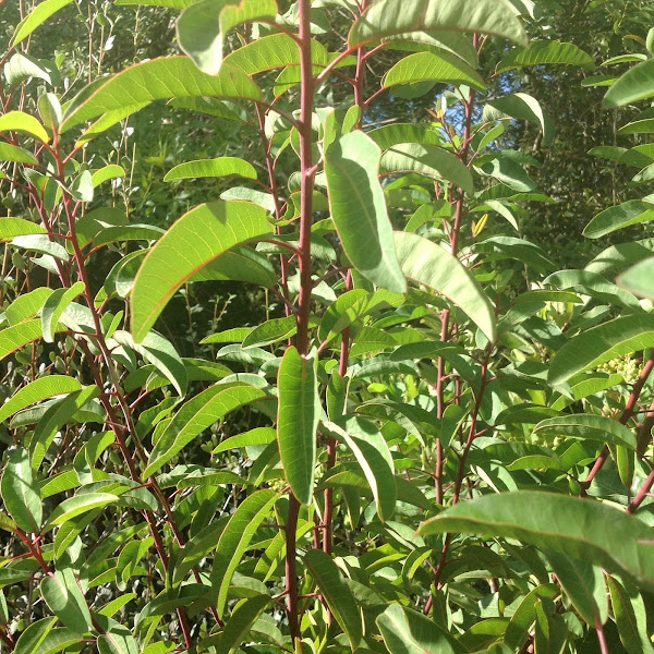 Laurel Sumac Project Noah