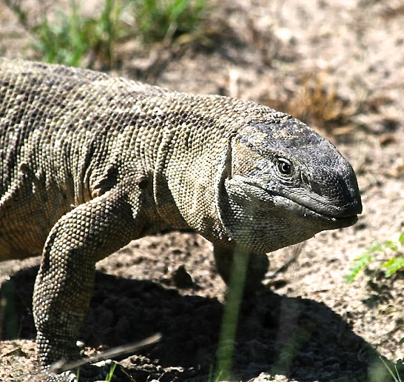 Monitor Lizard | Project Noah