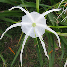 White Tendril Flower