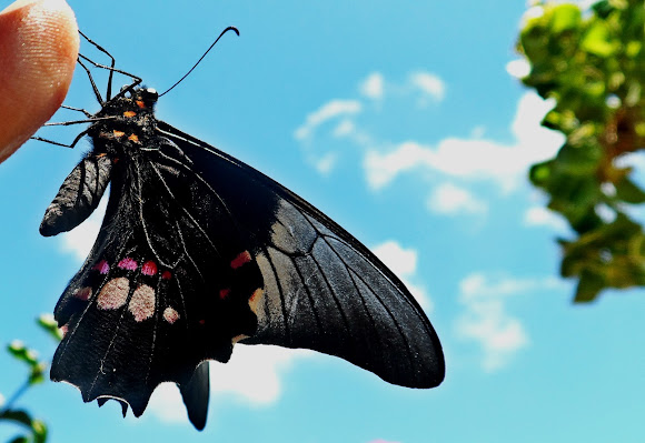 Rosa De Luto Project Noah