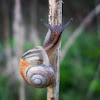unidentified Snail