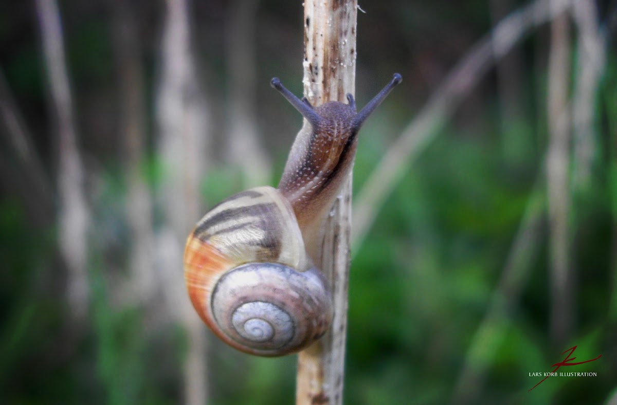 unidentified Snail