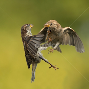 passer sparrow by Dragomir Taborin - Animals Birds